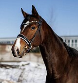 ЛЕГКИЙ,ПЛАСТИЧНЫЙ МЕРИН