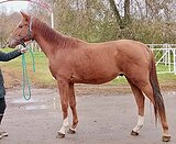 Молодой жеребец 