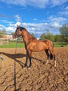 Кобыла 2021г.р.