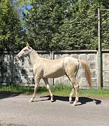Тонкий мыс