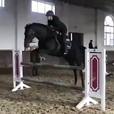 БУДЕННОВСКИЙ ЖЕРЕБЕЦ 7 ЛЕТ