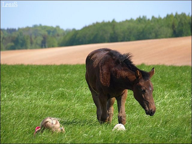 Что ещё надо для счастья? :) Жеребёнок и две девочки загоряющие на солнышке :)) Эх, Ляпота... Лето, куда же ты?... 