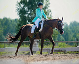 Выездка Мерин