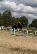 Кобыла 2016 г.р.