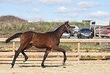 от КвазомодоZ в/х160см 2024г.р.