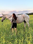 чистокровная верховая кобы