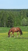 Граф Калиостро