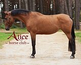 Лошадь из Европы