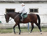 Крупный мерин в спорт 