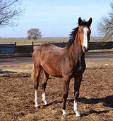 Импортные крови/ В любую ди