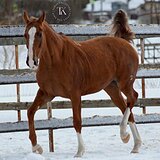 КОБЫЛА 168 СМ В ХОЛКЕ