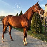 ПЕРСПЕКТИВЕН В ВЫЕЗДКУ И КО