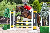 Мерин 2013 гр