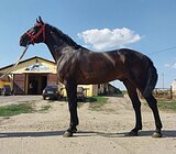 МЕРИН В ХОББИ/УПРЯЖЬ 