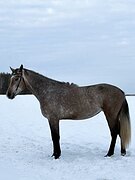 Полукровная кобыла
