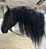 Красивый фриз 