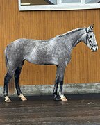 Орловская рысистая кобыла