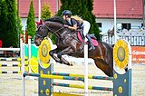 Ганноверский мерин