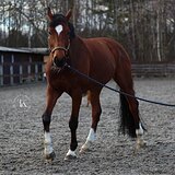 ГНЕДОЙ ГАННОВЕРСКИЙ МЕРИН