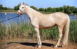 Пони 145 в холке