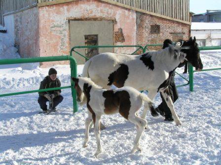 Зимняя прогулка