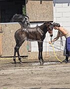 Жеребец 2025 года