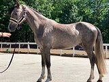Молодая кобылка пони