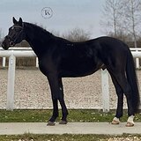 ОРЛОВСКИЙ ЖЕРЕБЕЦ 3 ГОДА 