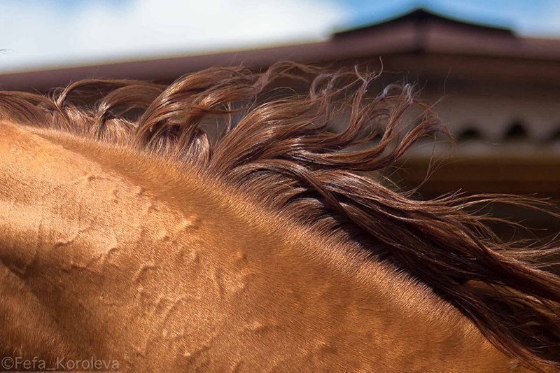 Horse hair