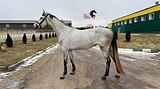 Польская теплокровная 1072
