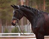 Под любого всадника 