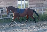 Молодой мерин в спорт 