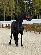 Фризский жеребец