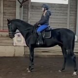 ВОРОНОЙ ЖЕРЕБЕЦ РВП 6 ЛЕТ