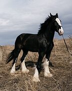 ШАЙР ПОД НОВИЧКА/РЕБЕНКА