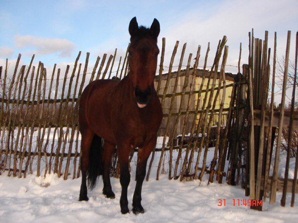 Медвежонок :)