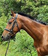 Англо-буденновская кобыла