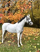 Уэльская спортивная пони