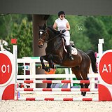 ГОЛШТИНСКИЙ ЖЕРЕБЕЦ 6 ЛЕТ