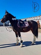 Пони на маршруты 80