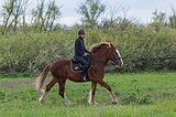 кросс-шайр 