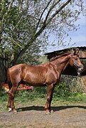 ЖЕРЕБЕЦ В КОНКУР