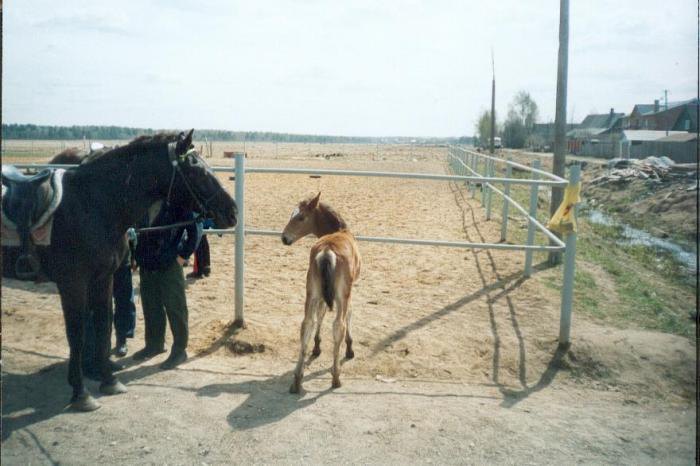 весна 2003