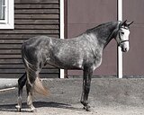 Balou Boy van Magic 4 года 