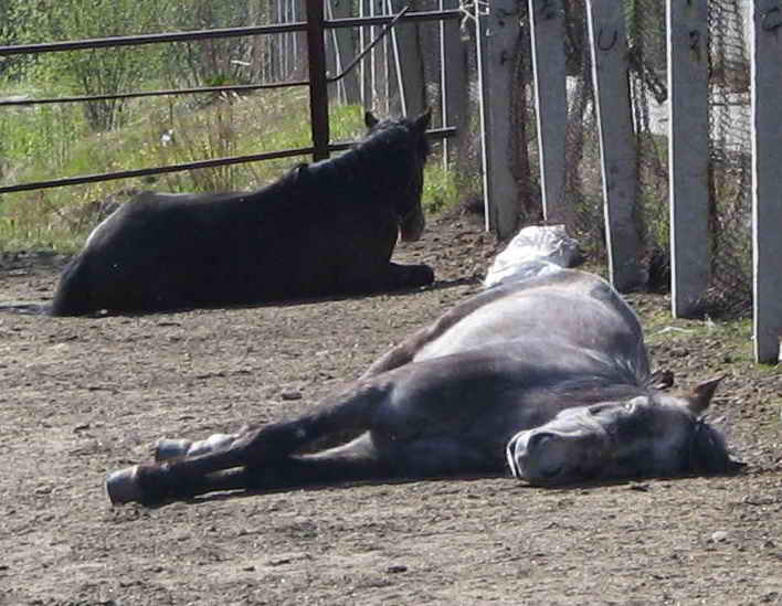 Летом после пастбища лошади спят в загоне