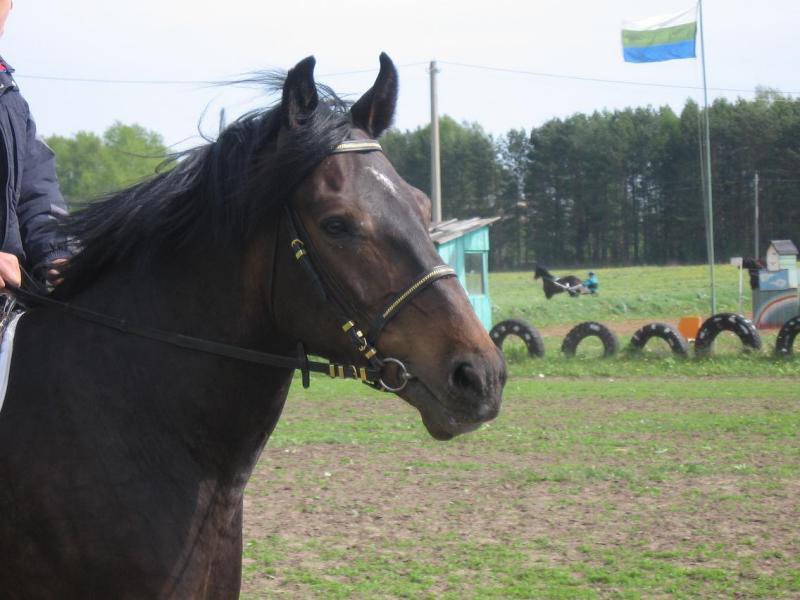 Представляете,конь прыгает 160 и занимает призовые места! :)))))))