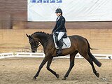 Ганноверская кобыла импорт