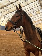 Кобыла спорт.помеси 