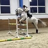 СЕРЫЙ ГОЛШТИНСКИЙ МЕРИН