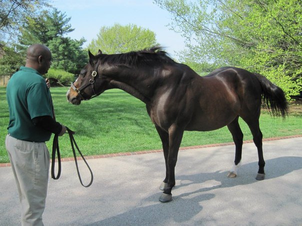 A.P. Indy на Lane's End Farm. 